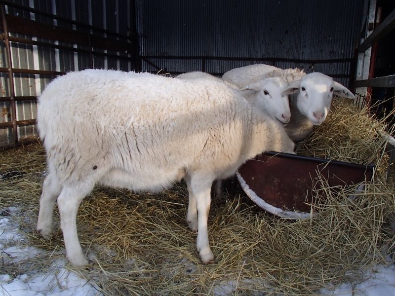How long before lambing do ewe lambs usually 'bag up' Keeping A