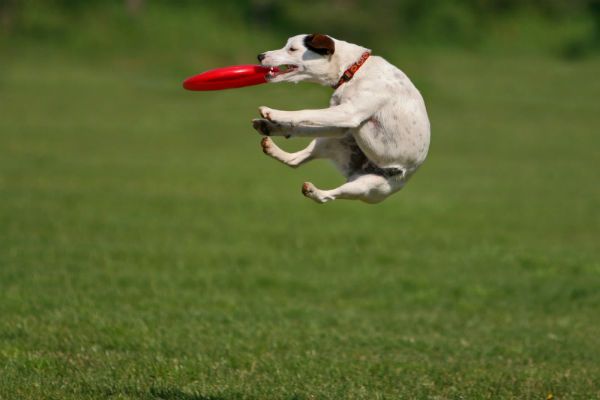  photo frisbee_country929_zpsza9jhfqu.jpg