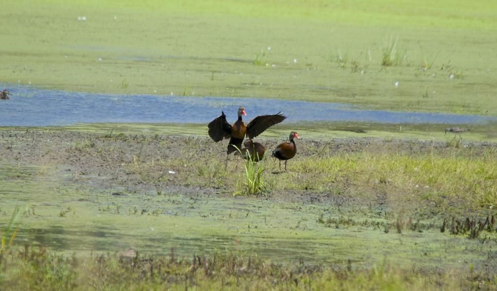 photo Black-belliedWhistlingDucks1GrandRiverWildlifeAreaNortonLandPonds7-25-14_zpsd0c5aef2.jpg
