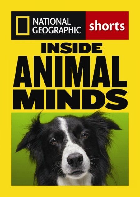Inside Animal Minds The New Science of Animal Intelligence Inside Animal Minds The New Science of Animal Intelligence