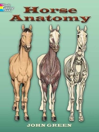 Horse Anatomy Horse Anatomy