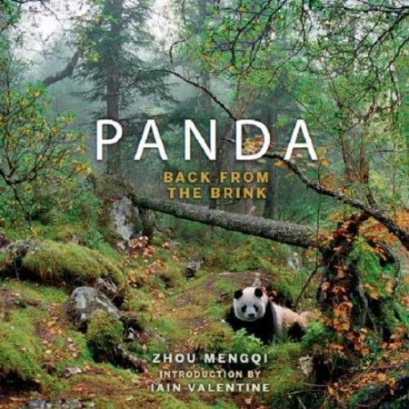 Panda Back from the Brink Panda Back from the Brink