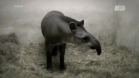 Discovery Channel - The Zoo Series 4 (2013) Discovery Channel - The Zoo Series 4 (2013)