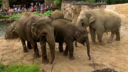 Discovery Channel - The Zoo Series 4 (2013) Discovery Channel - The Zoo Series 4 (2013)