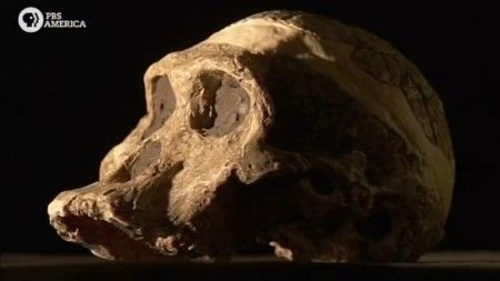 PBS - NOVA scienceNOW What Makes Us Human (2012)