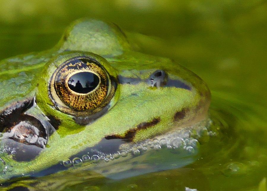 Fotografie