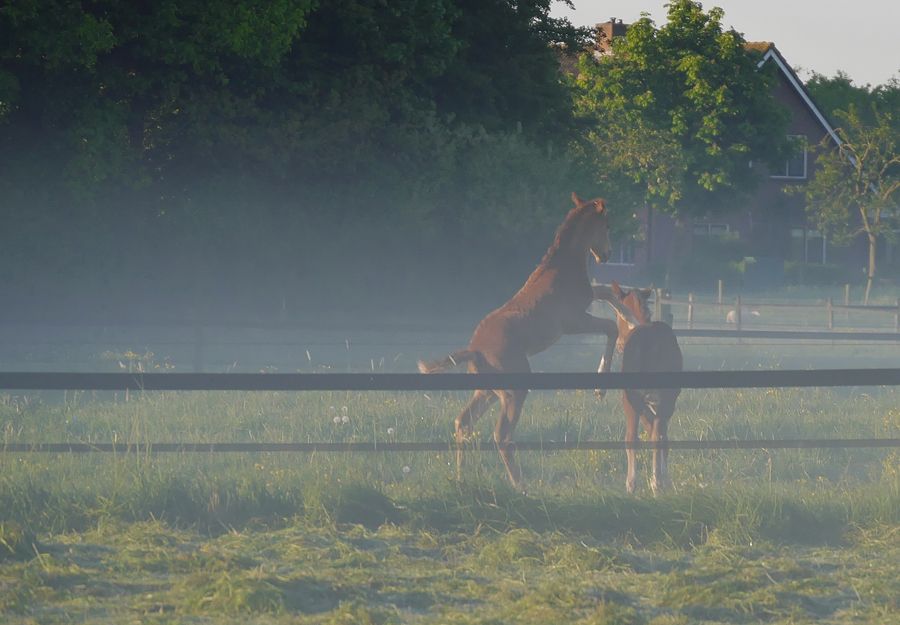 Fotografie