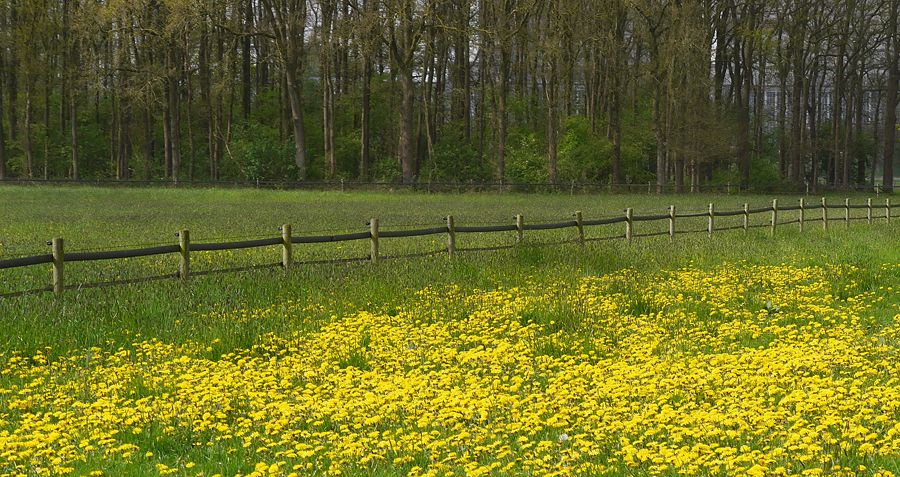 Fotografie