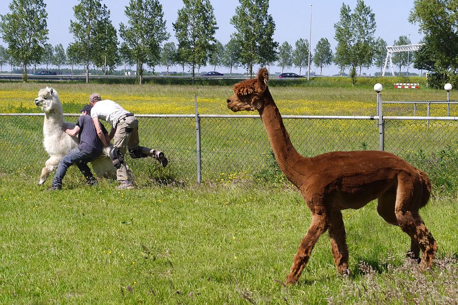 Fotografie