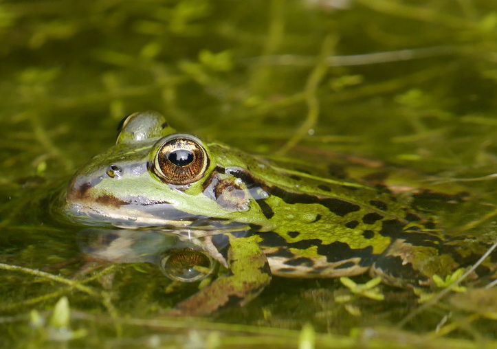 Fotografie