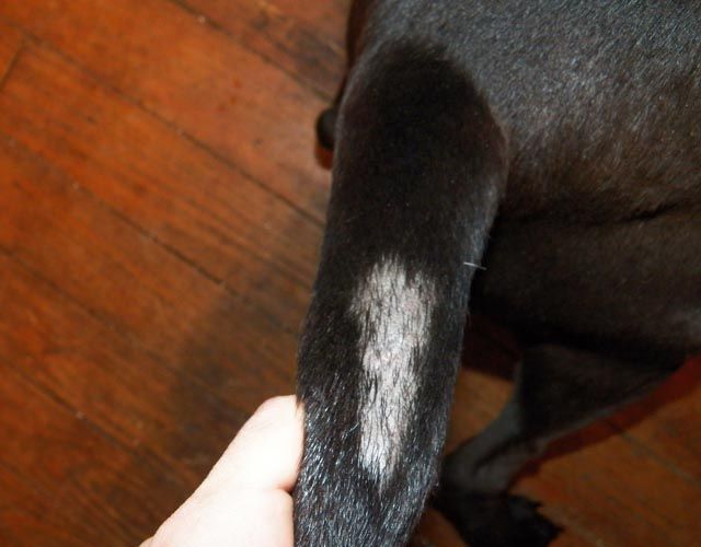 Tail Issue More Than Demodex Possibly Structural Too Pit Bull