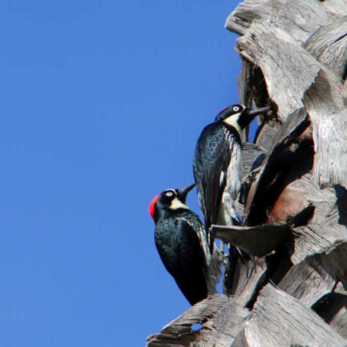 A20group20of20woodpeckers20is20called20a20Descent zpsuaijqvao - Can You Name These Animal Groups