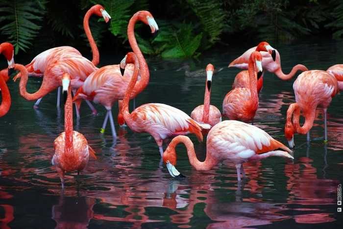 When20flamingos20group20together20theyre20called20a20Flamboyance zpsvyrw5sif - Can You Name These Animal Groups