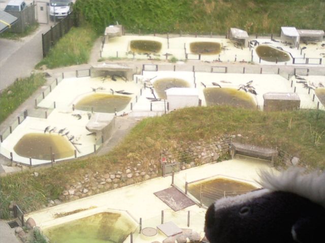 http://i1296.photobucket.com/albums/ag7/Achims/14-07-13%20Friedrichskoog/Foto5298_zps4f1d7d3f.jpg