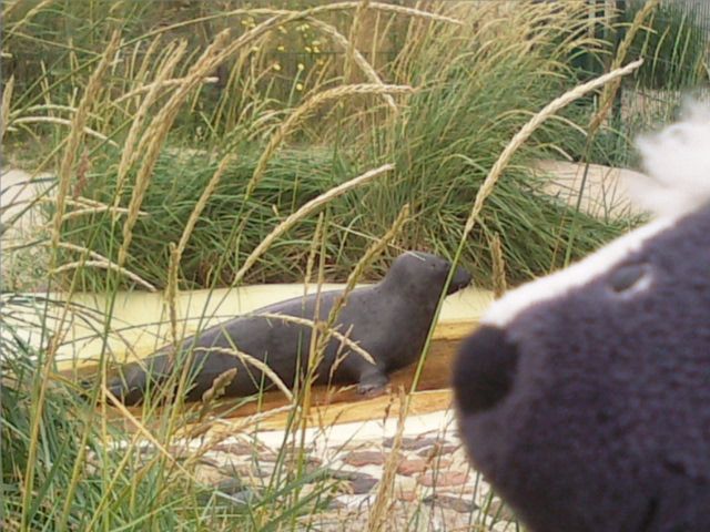 http://i1296.photobucket.com/albums/ag7/Achims/14-07-13%20Friedrichskoog/Foto5346_zps5d7b8e50.jpg