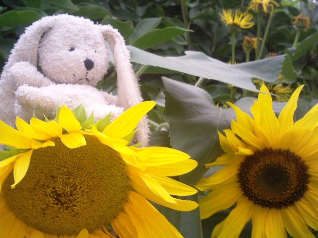 http://i1296.photobucket.com/albums/ag7/Achims/30-08-13%20Hase%20und%20Laika/Foto6984_zpsbf2cb3af.jpg