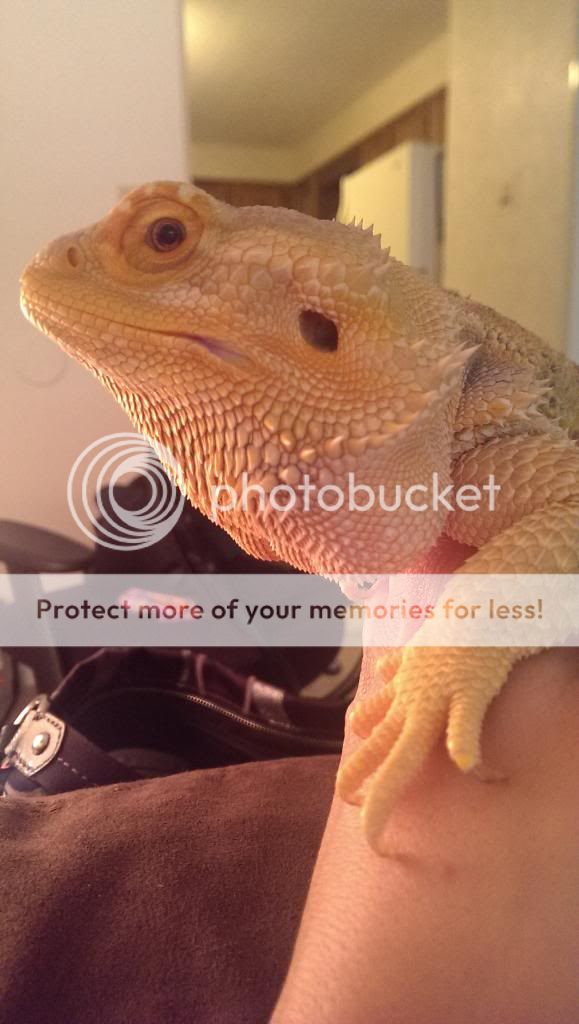 Swollen beard with a lump! *PICTURES* • Bearded Dragon . org