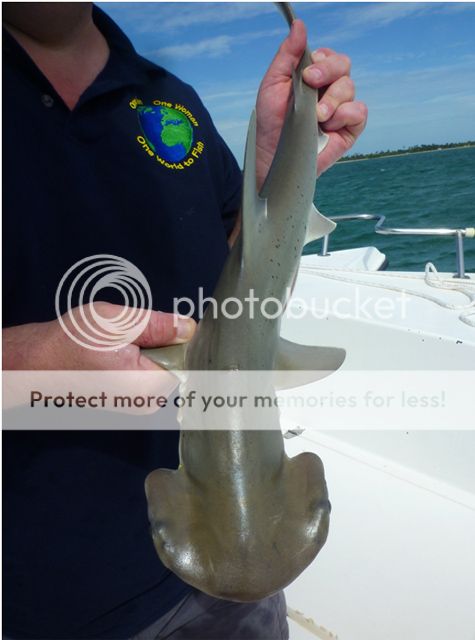 j-bonnethead shark