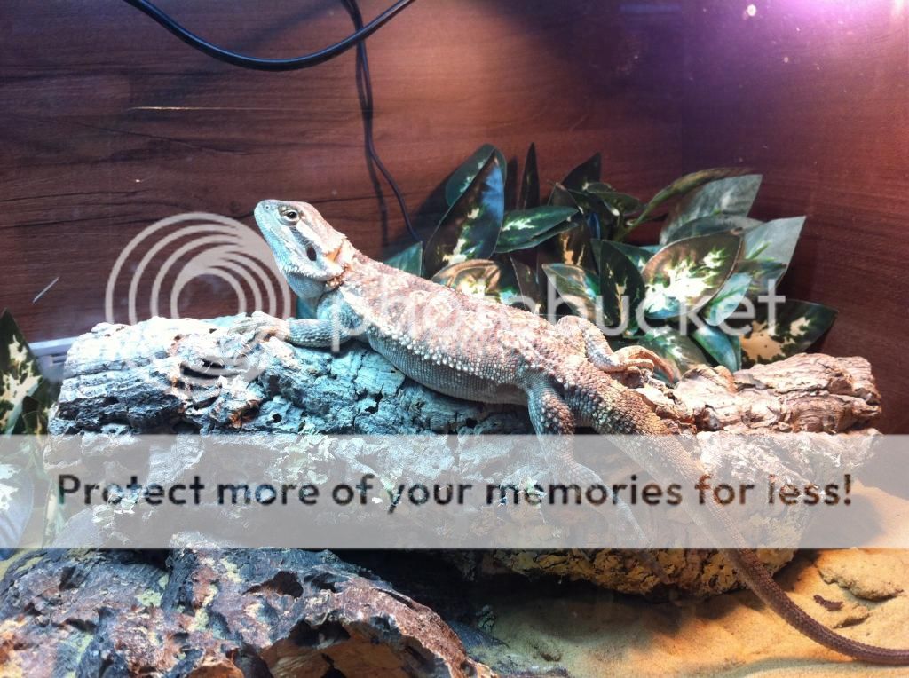 Is my beardie fat? | Reptile Forums