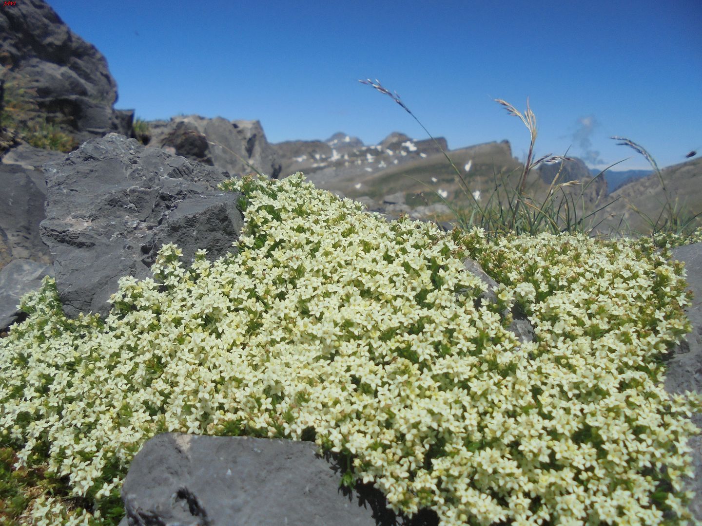 photo GORRETAS DacuteOS GABACHOS - CHINEBRAL DE GAMUETA 06-07-16 091_zpsjbrhxuf4.jpg