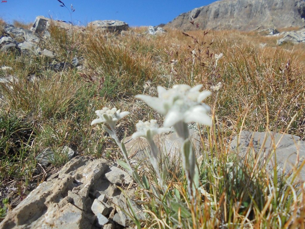 photo GRAN TAPOU - MILLEU - BERNATUARA 27-08-16 068_zps4pgrcngx.jpg
