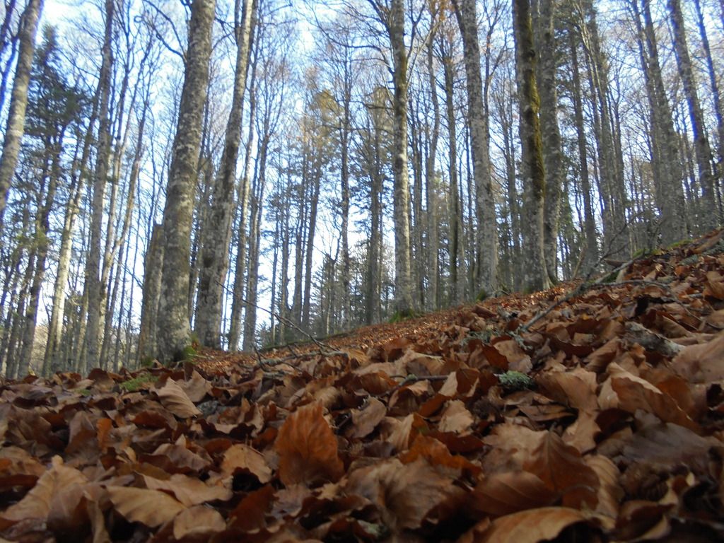 photo SELVA IRATI - PICO ORHY 19-11-16 209_zps4scrcpge.jpg