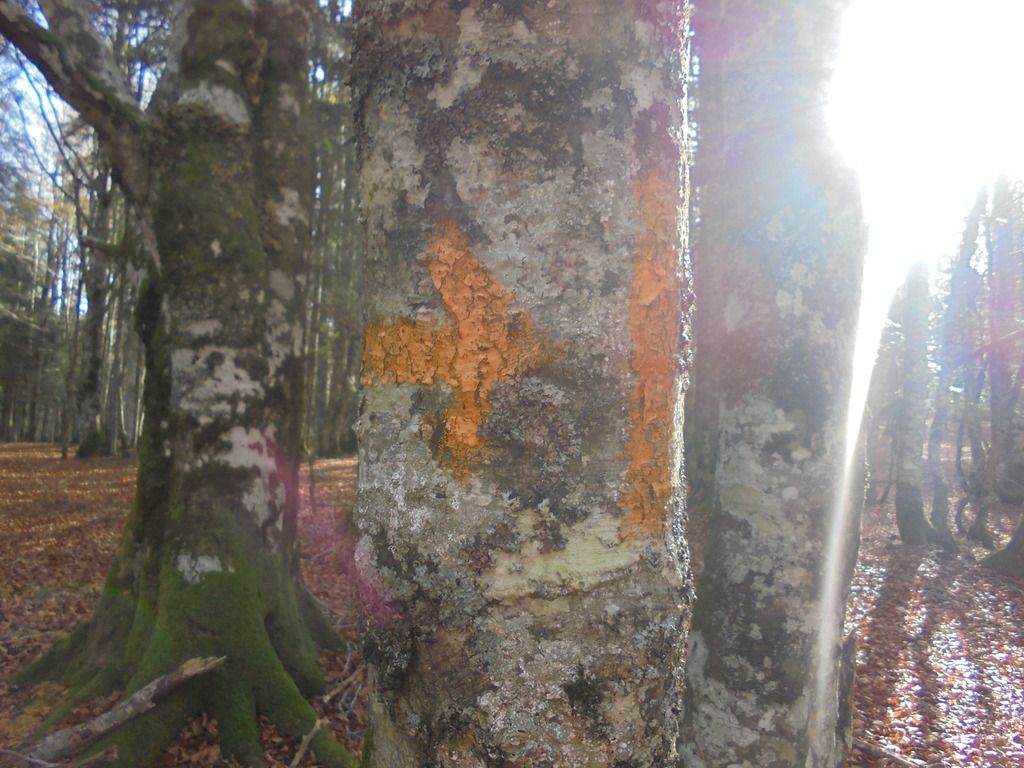photo SELVA IRATI - PICO ORHY 19-11-16 211_zpsshkncnmo.jpg