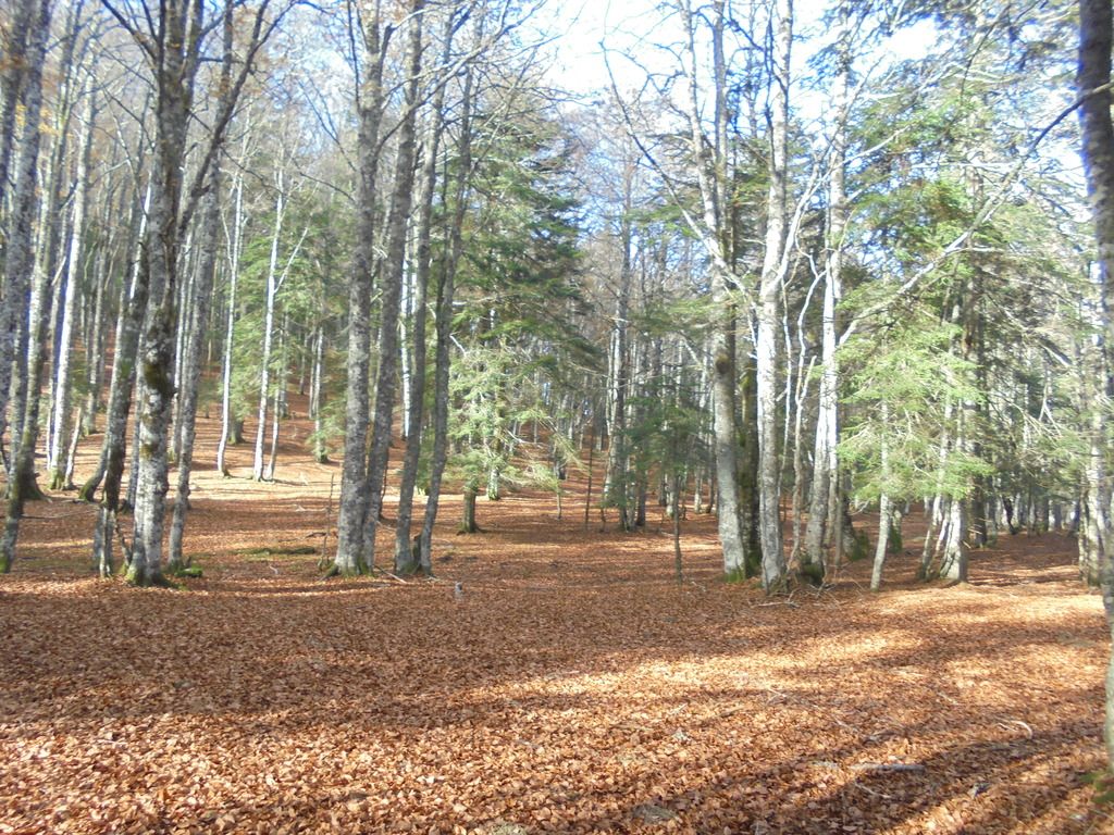 photo SELVA IRATI - PICO ORHY 19-11-16 213_zpsuc541tek.jpg