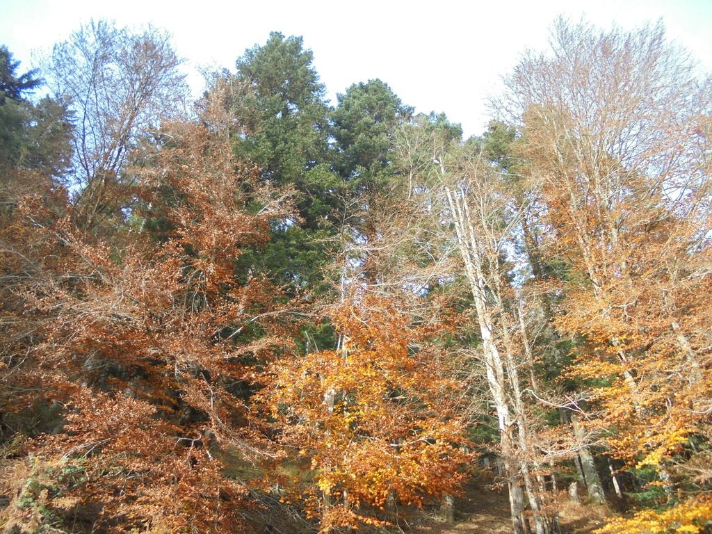 photo SELVA IRATI - PICO ORHY 19-11-16 247_zpsu56dy3px.jpg