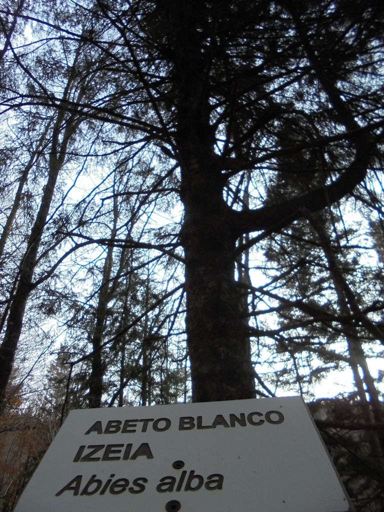 photo SELVA IRATI - PICO ORHY 19-11-16 267_zpsv6eyzjk2.jpg