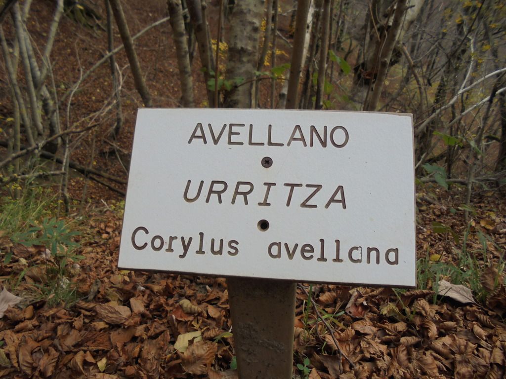 photo SELVA IRATI - PICO ORHY 19-11-16 271_zpsccpnk1w1.jpg
