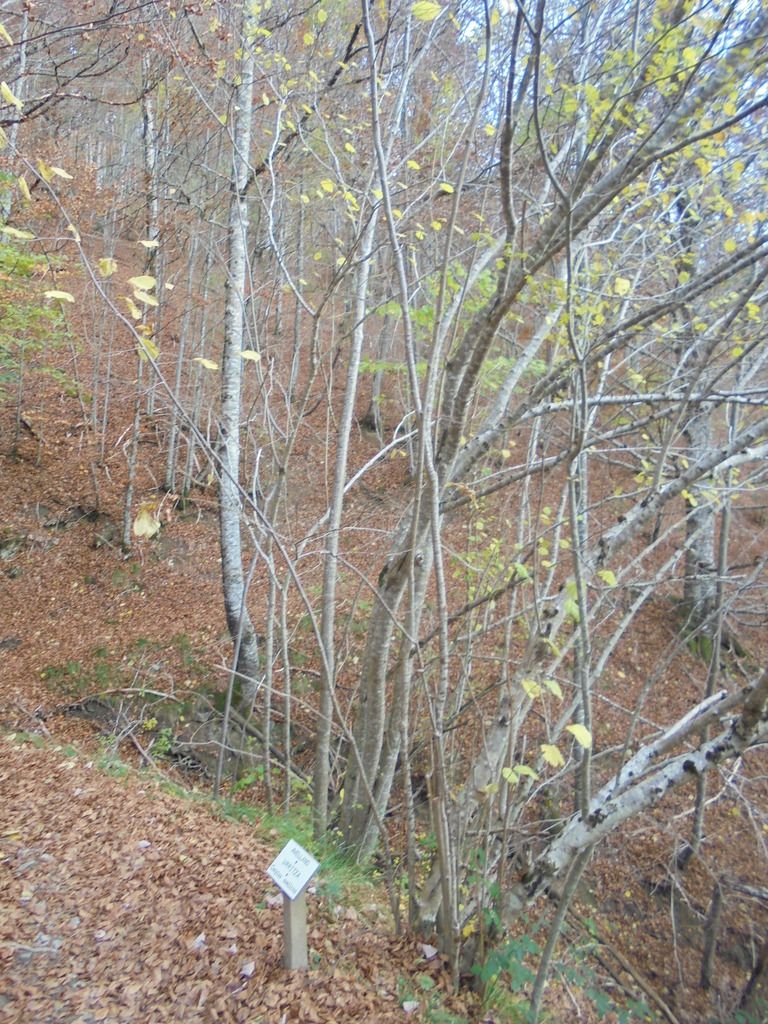 photo SELVA IRATI - PICO ORHY 19-11-16 272_zpsn9lknsxr.jpg