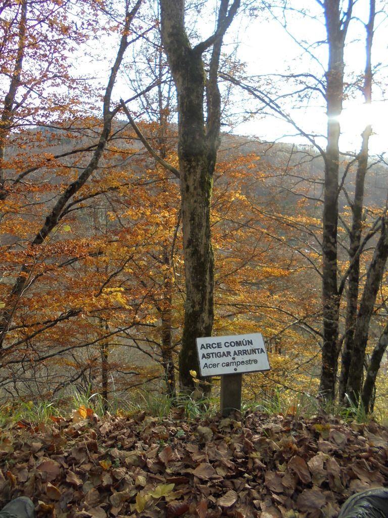 photo SELVA IRATI - PICO ORHY 19-11-16 273_zpsajhdxmzt.jpg
