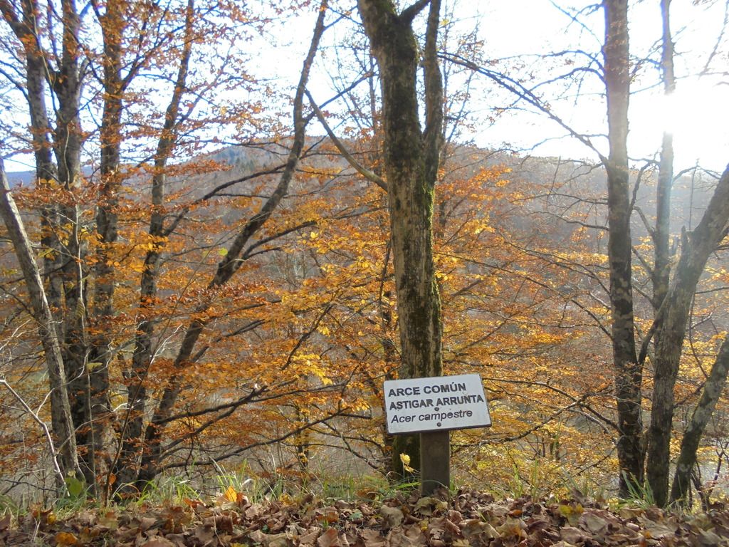 photo SELVA IRATI - PICO ORHY 19-11-16 274_zpsthghtwhj.jpg