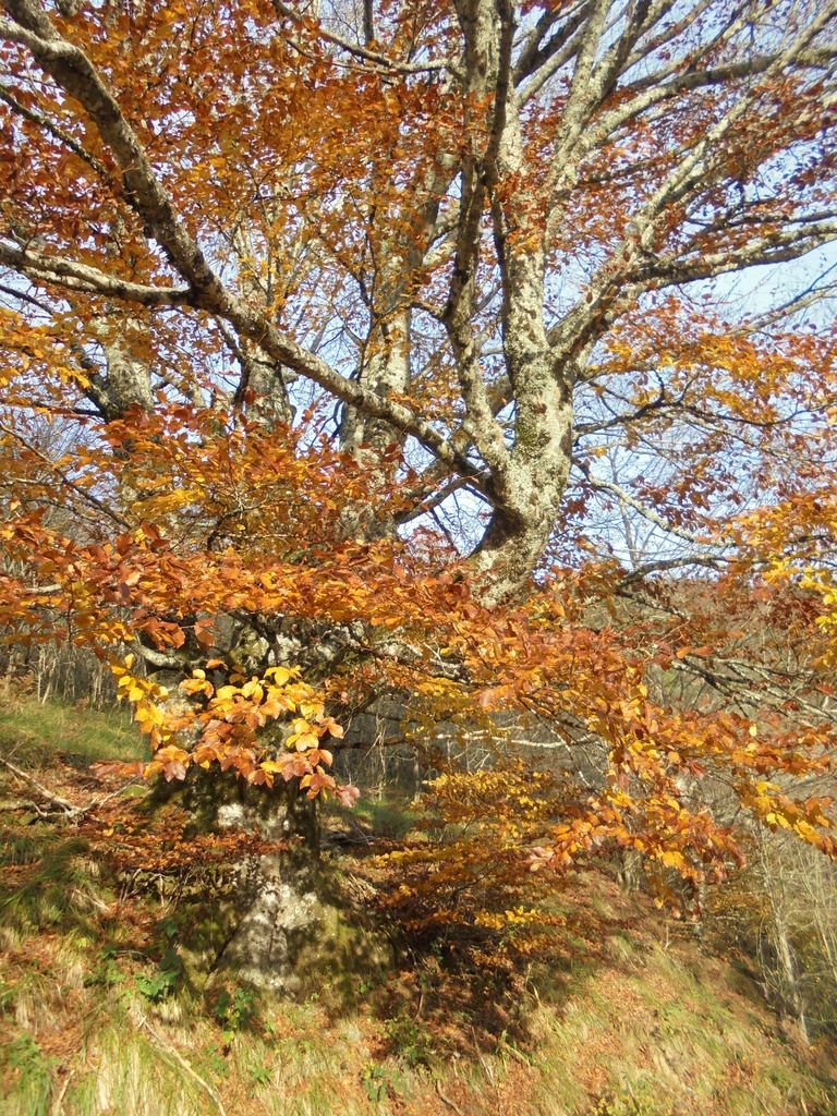 photo SELVA IRATI - PICO ORHY 19-11-16 278_zpsbz0rj3qt.jpg