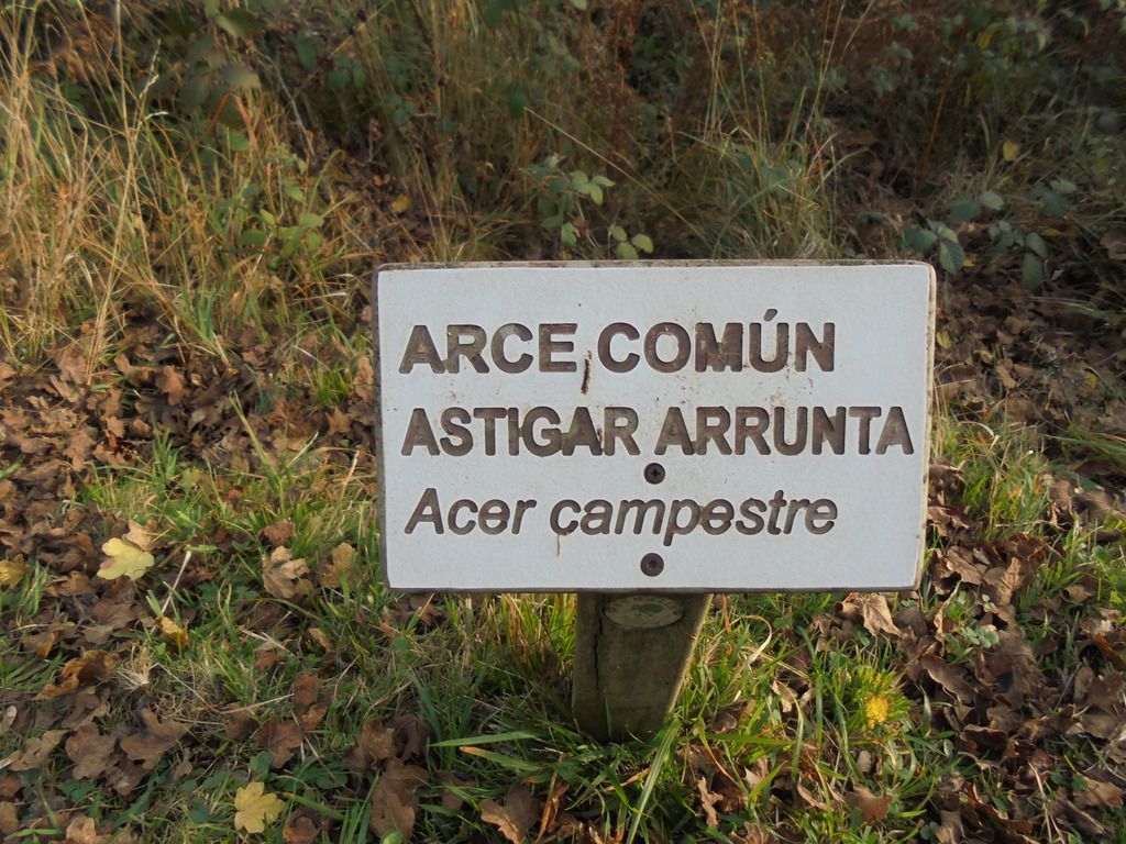 photo SELVA IRATI - PICO ORHY 19-11-16 291_zpsmotzlt3w.jpg