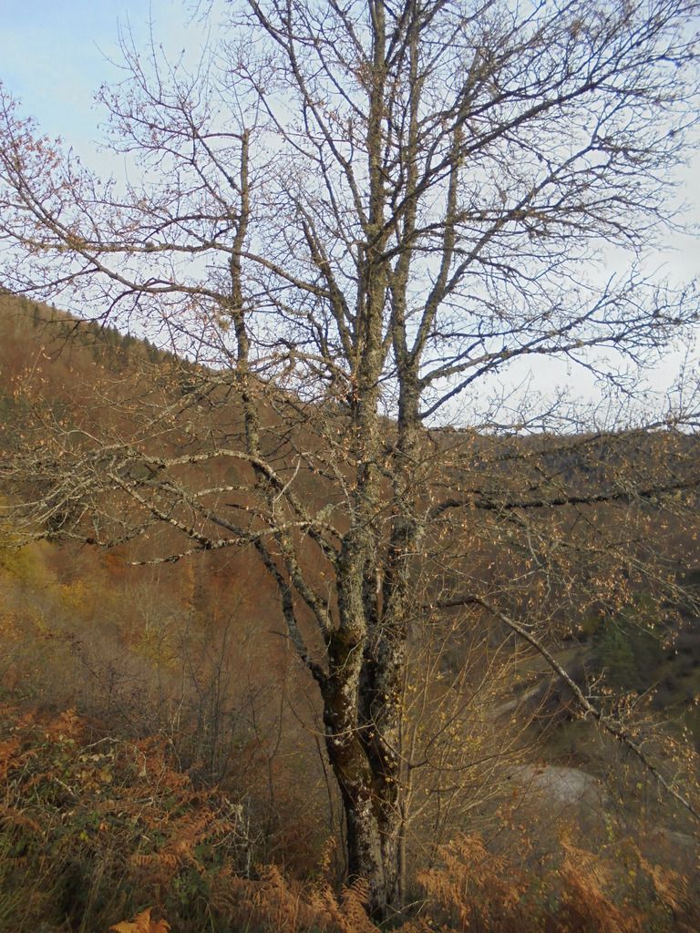 photo SELVA IRATI - PICO ORHY 19-11-16 292_zpsg6izzcpz.jpg