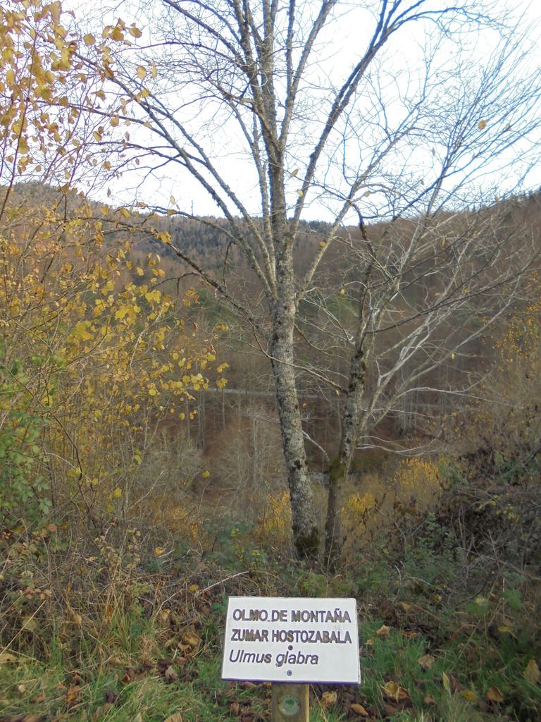 photo SELVA IRATI - PICO ORHY 19-11-16 297_zpsb3ir5xxo.jpg