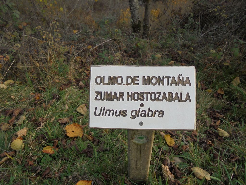 photo SELVA IRATI - PICO ORHY 19-11-16 298_zps7cephpjv.jpg