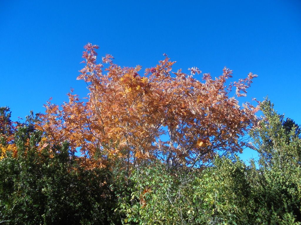 photo DSC08630_zpsgjny6rao.jpg