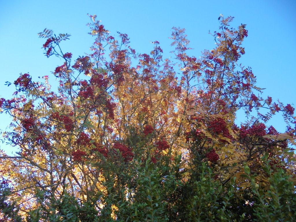 photo DSC08670_zpsw2a7rqrh.jpg