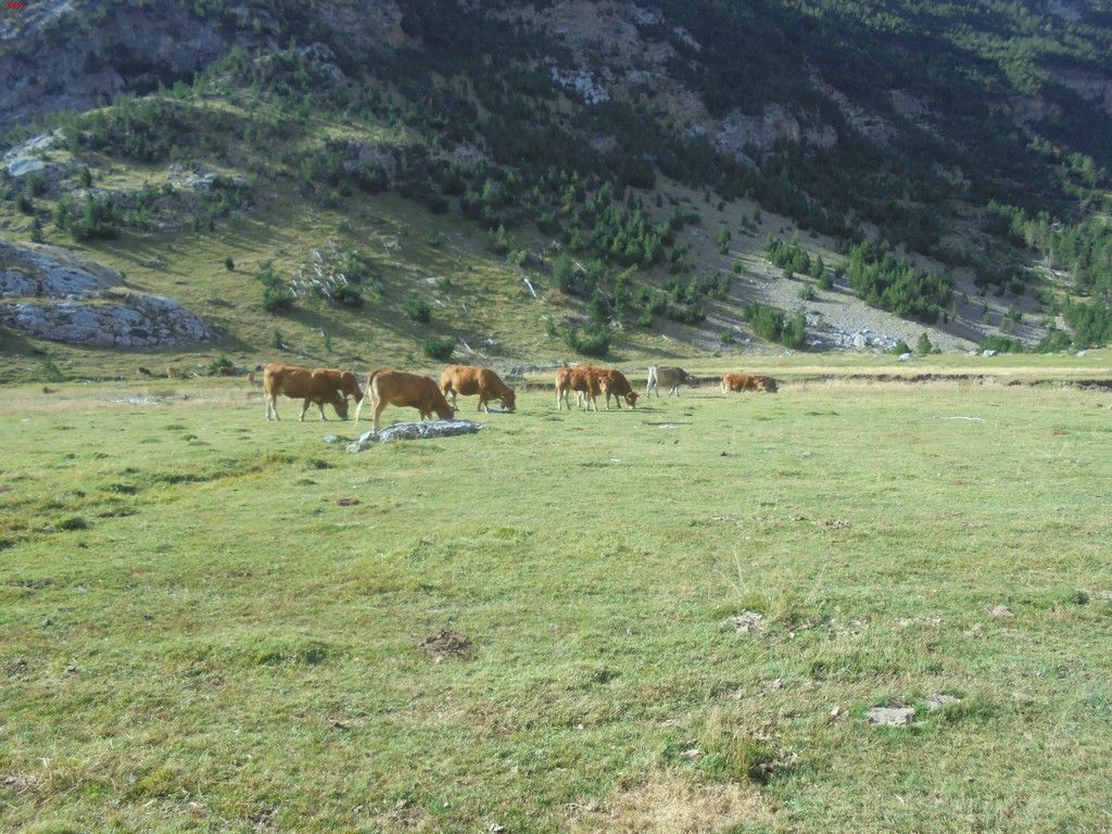 photo GRAN TAPOU - MILLEU - BERNATUARA 27-08-16 243_zpscs3snmnx.jpg