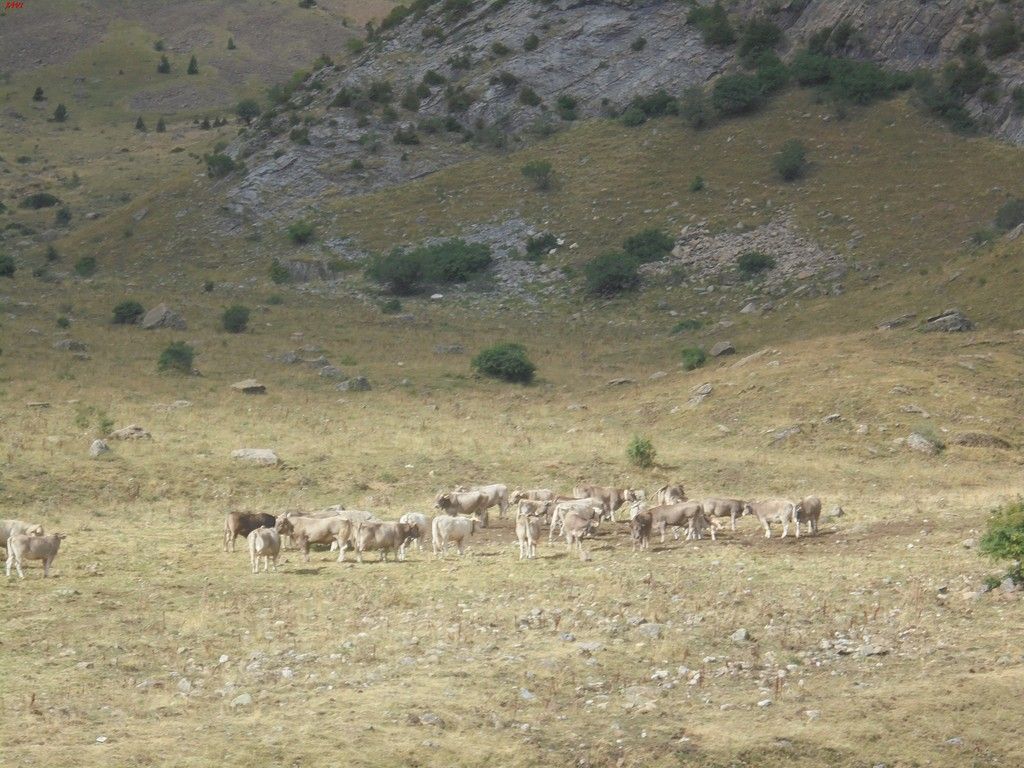 photo GRAN TAPOU - MILLEU - BERNATUARA 27-08-16 270_zpsuulyvjw5.jpg